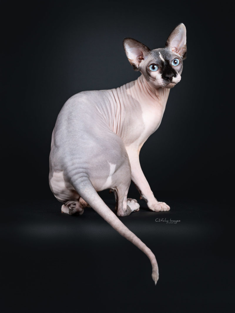 Sphynx, nude, naked, best cat photographer, pet photography