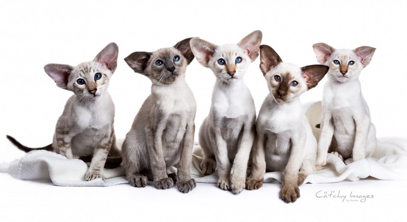 Cat'chy Images, dierenfotograaf Rotterdam, catphotographer