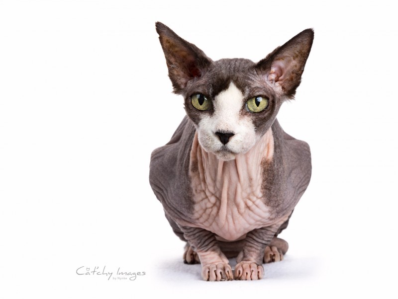 cat'chy images, sphynx, dierenfotograaf rotterdam, kattenfotograaf