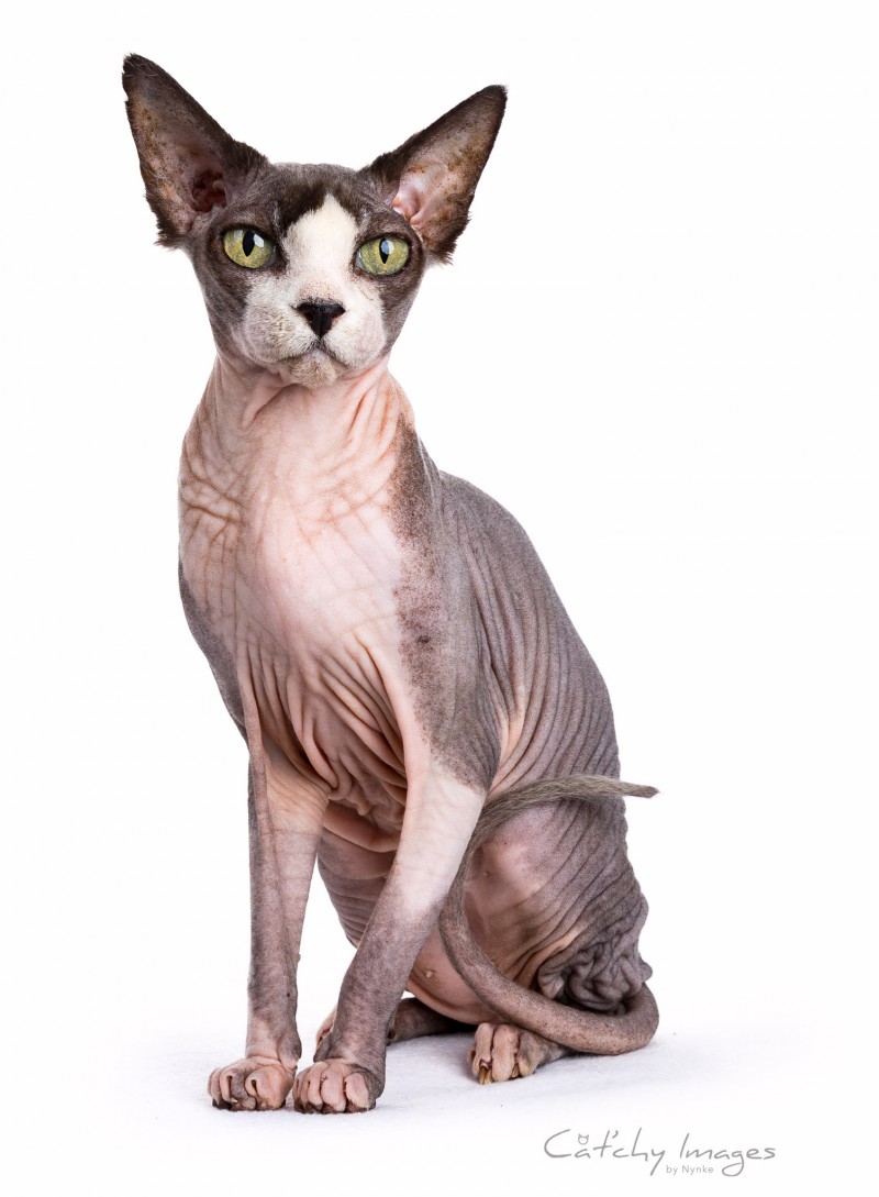 cat'chy images, sphynx, dierenfotograaf rotterdam, kattenfotograaf