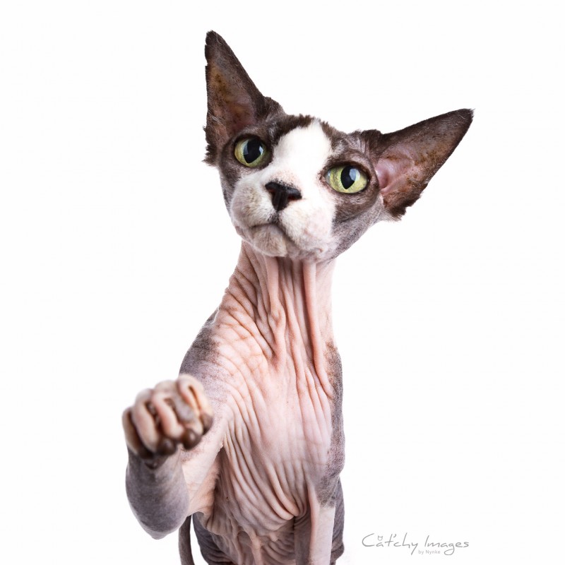 cat'chy images, sphynx, dierenfotograaf rotterdam, kattenfotograaf