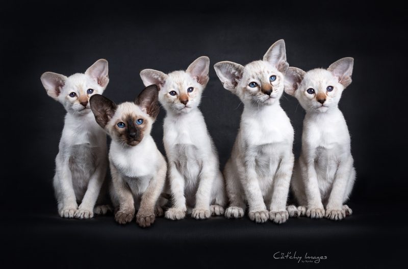 cat'chy images, dierenfotograaf rotterdam, kattenfotografie, siamezen