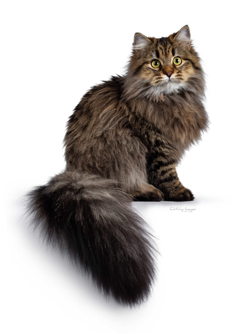 kittens, row, pet photography, best cat photographer, sibeer, siberian