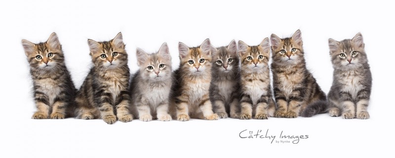 sibeer, siberian, kattenfotografie, dierenfotograaf rotterdam