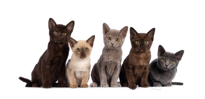 kittens on a row, Burmese, Burmees, cat photograhy, catphotographer