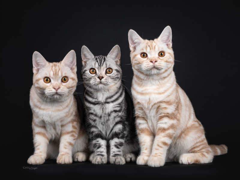 best cat photographer, cat photography, international, american shorthair, cfa