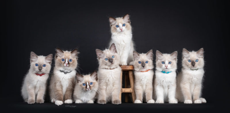 kitten photography, cat newborn shoot, cat photographer, litter photo, ragdoll