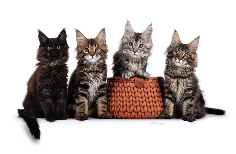 Maine Coon, kittens, litter, atphoto, cat photographer, cat breeds, international