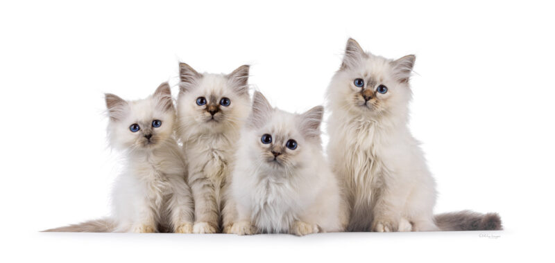 Sacred Birman kittens on a row on white background