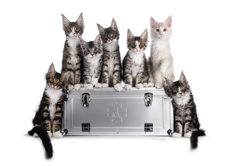 Peculiar Maine Coon kittens on Rammstein box