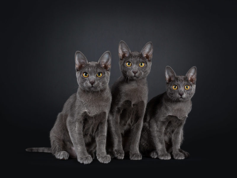 best cat photographer, cat photography, denmark, international, Korat