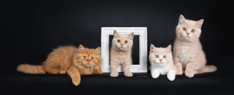 best catphotographer, international, cats, kittens