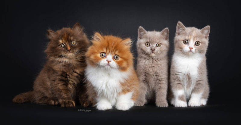 best catphotographer, international, cats, kittens