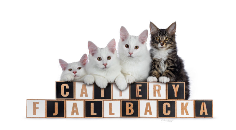 catphoto, international catphotographer, dierenfotograaf, Rotterdam