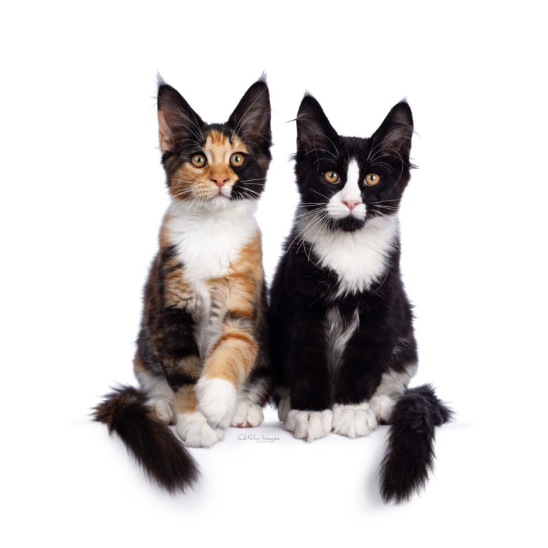 best cat photographer, cat photography, maine coon, kittens