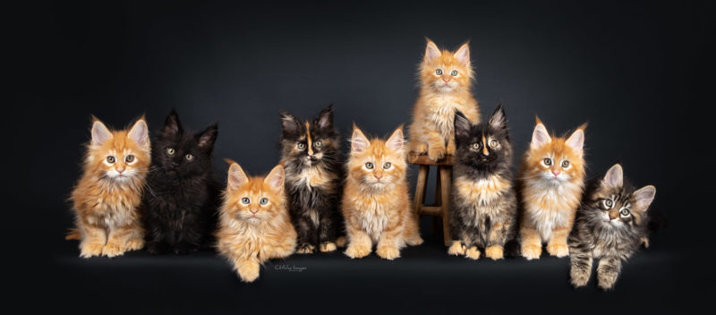 record, kittens on a row, pet photogpher, cat photography, the best, award