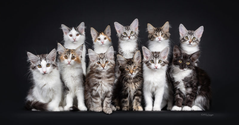 best cat photographer, cat photography, denmark, international, norwegian forestcats