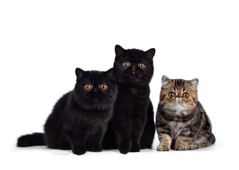 best cat photographer, cat photography, denmark, international, exotic shorthair, expo aristogatti, catshow, Italy, Ravenna