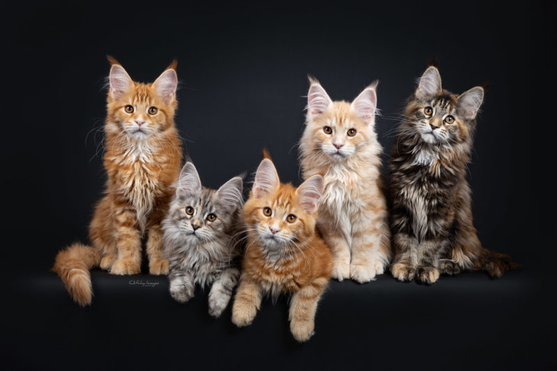 best cat photographer, cat photography, brits langhaar, korat