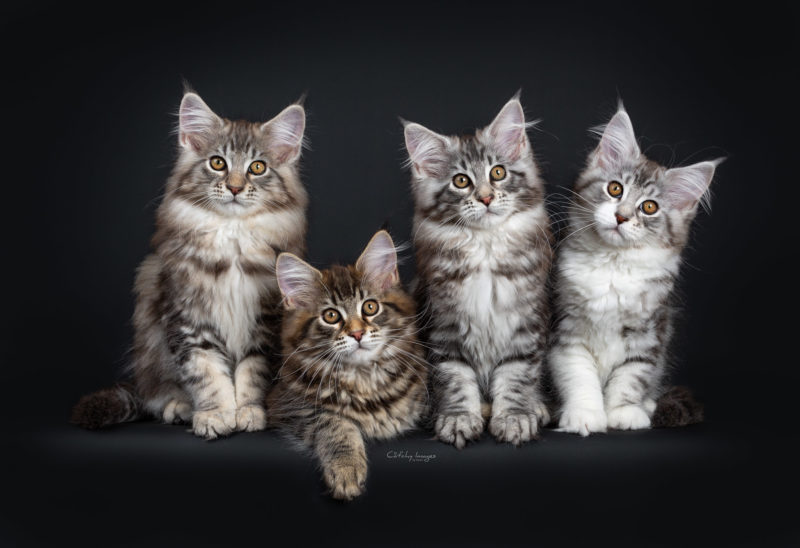 maine coon, cat, catphotography