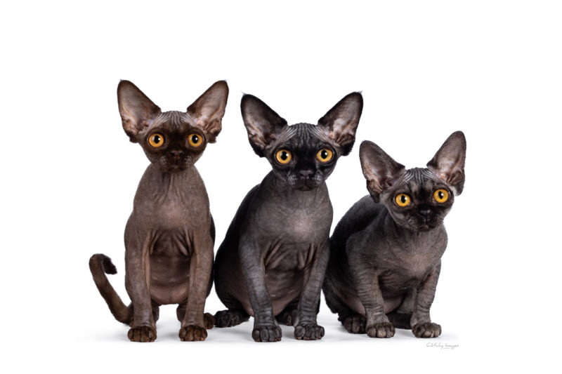 best cat photographer, cat photography, Italy, international, Devon Rex