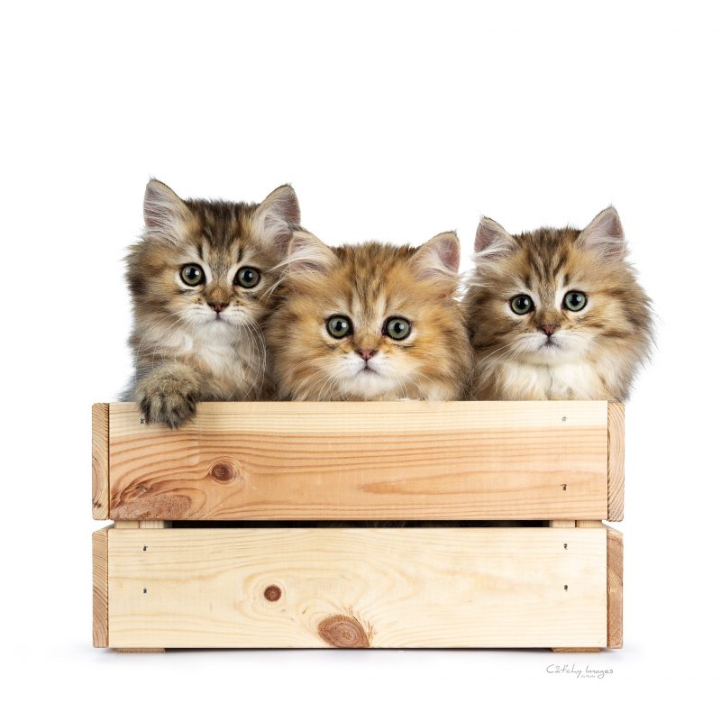 best cat photographer, cat photography, brits langhaar, british longhair