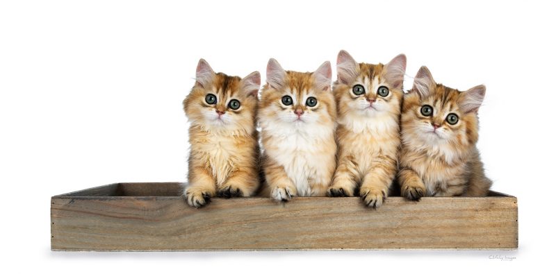 best cat photographer, cat photography, brits langhaar, british longhair