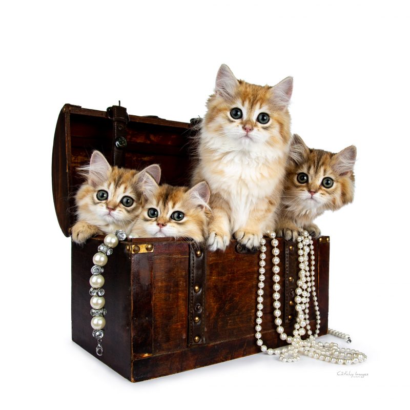 best cat photographer, cat photography, brits langhaar, british longhair