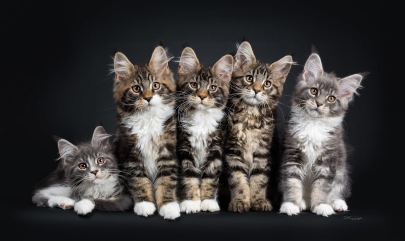 kittens, row, perfect, best cat photographer