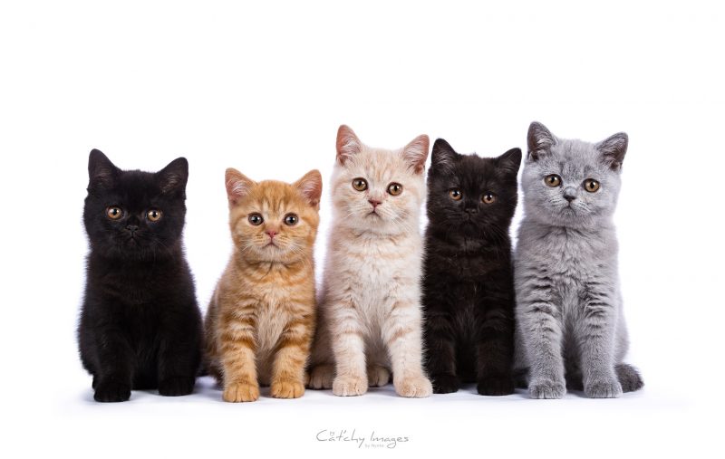 cat'chy images, kattenfotograaf, cat photographer, brits korthaar, britisch shorthair, kittens