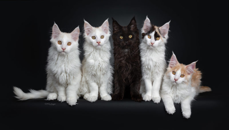 Maine Coon, ,kittens, row, best cat photographer