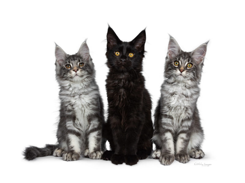 Maine Coon, kittens, row, pet photography, best cat photographer