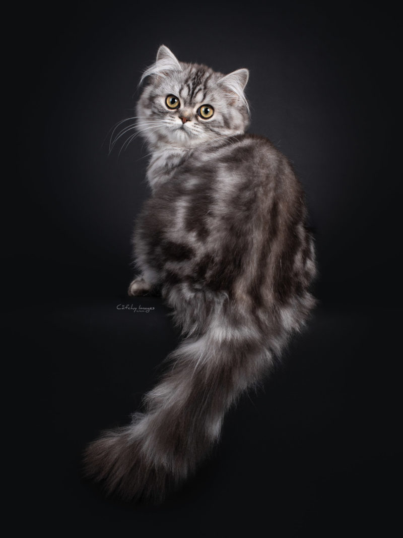 British Longhair, Brits Langhaar, cat breed, photographer, international