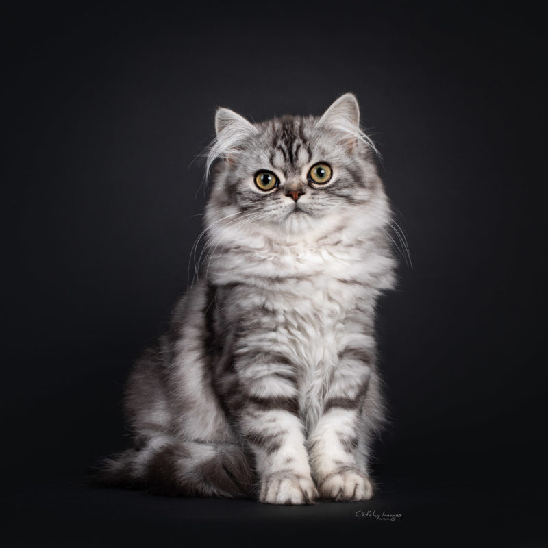 British Longhair, Brits Langhaar, cat breed, photographer, international