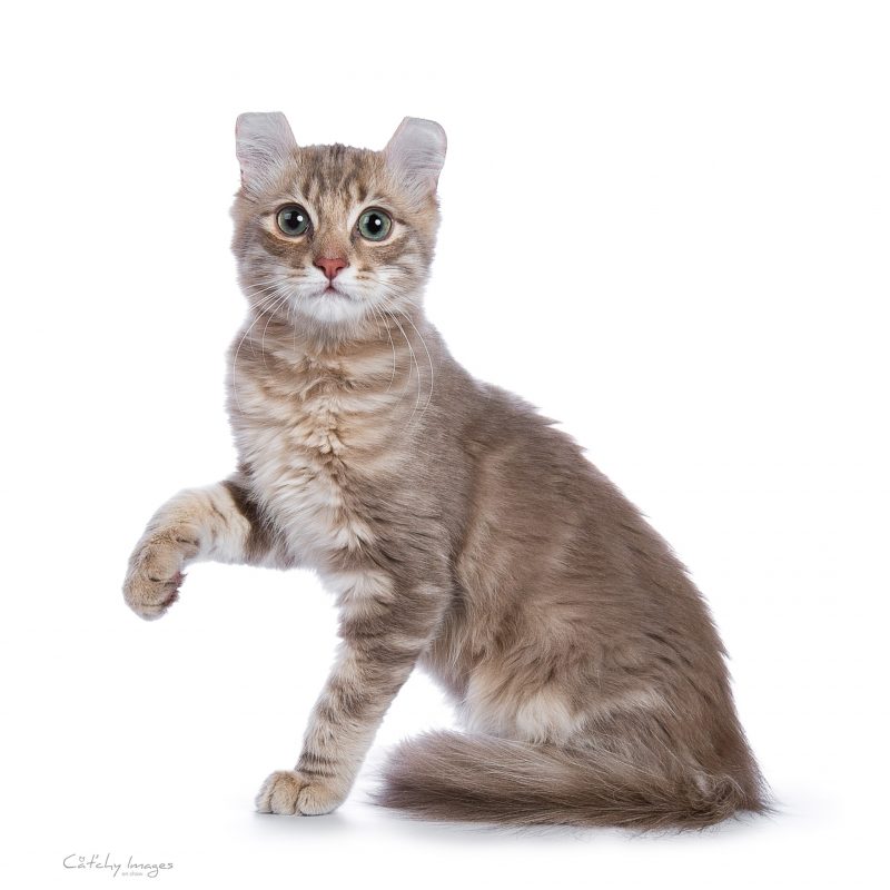 American Curl, Cat'chy Images, kitten