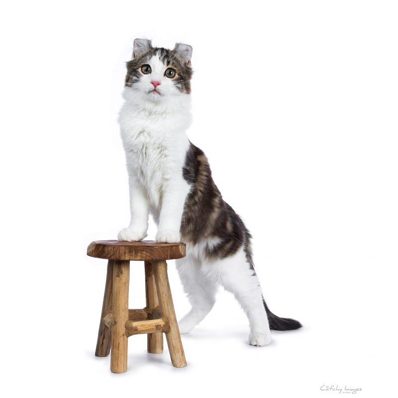 American Curl, Cat'chy Images, kitten