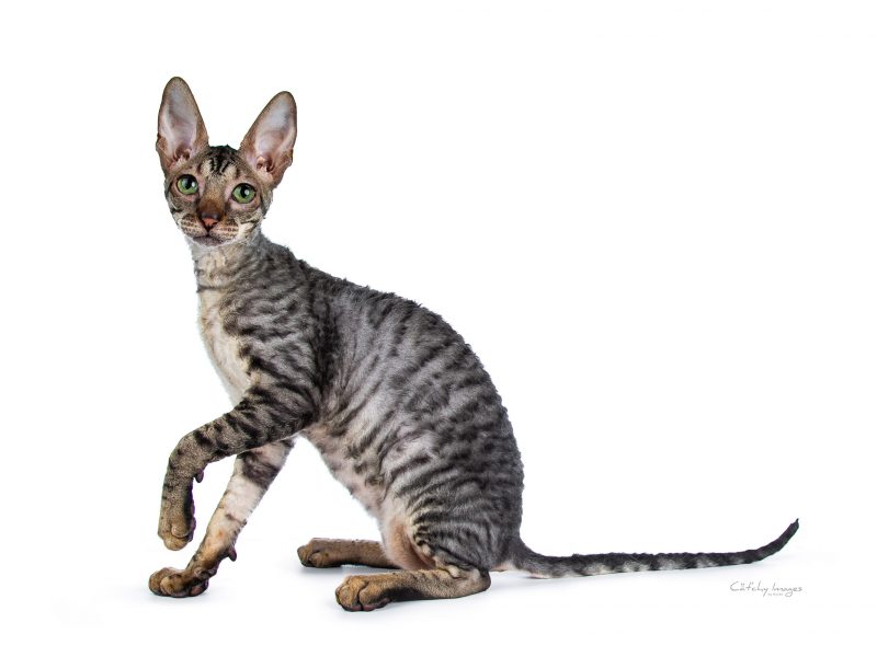 best cat photographer, cat photography, cornish rex