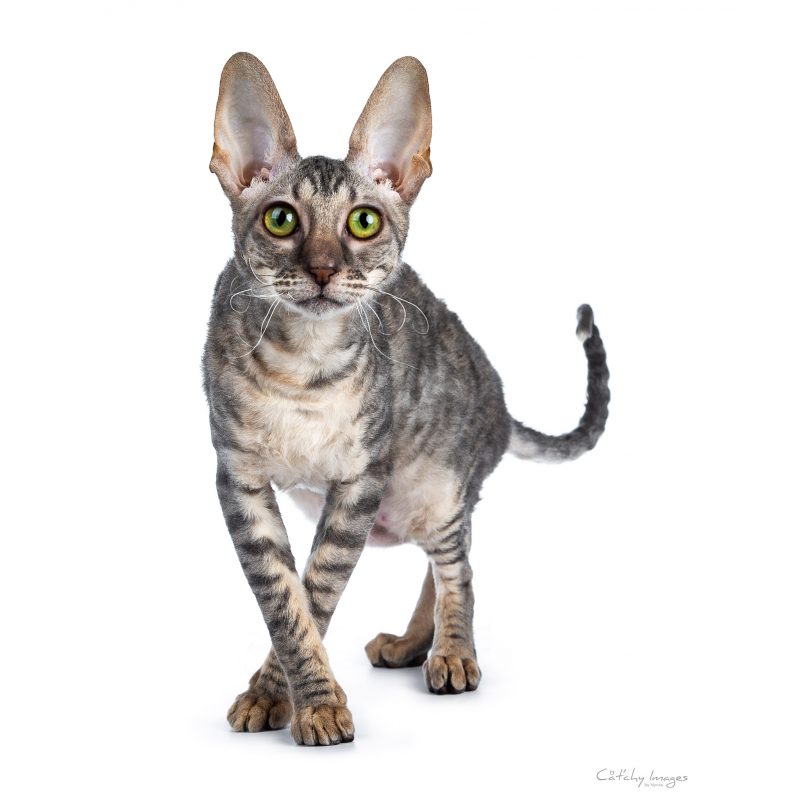 best cat photographer, cat photography, cornish rex