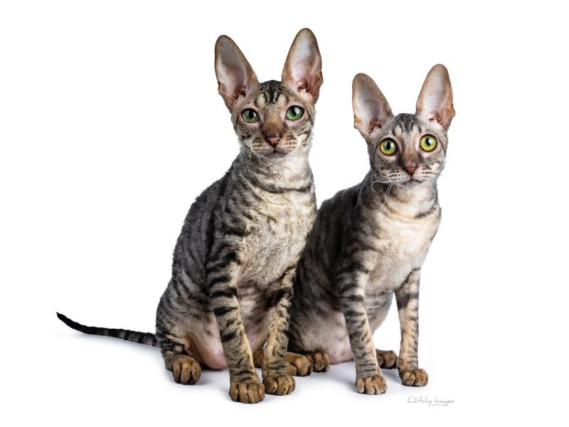 best cat photographer, cat photography, cornish rex