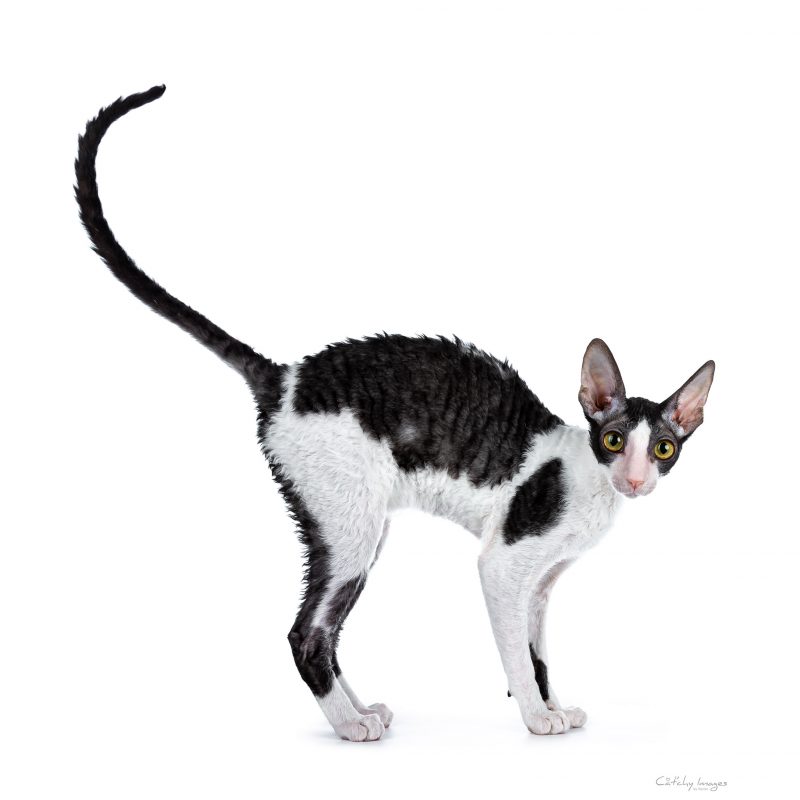 best cat photographer, cat photography, cornish rex