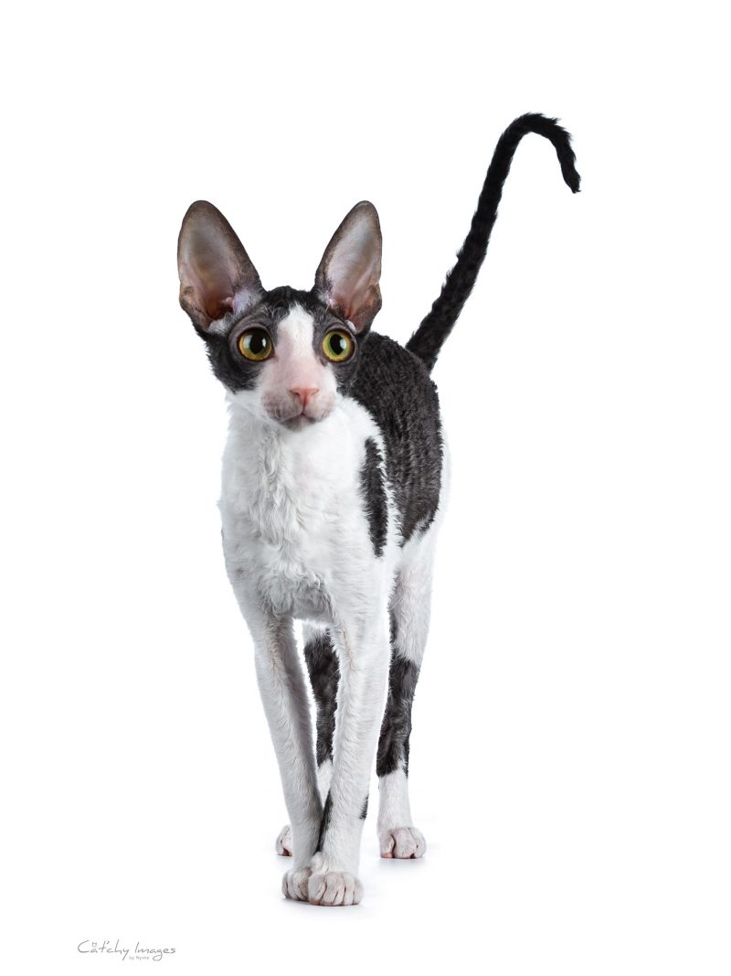 best cat photographer, cat photography, cornish rex