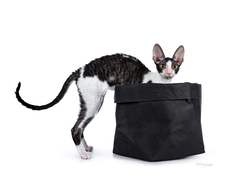 best cat photographer, cat photography, cornish rex