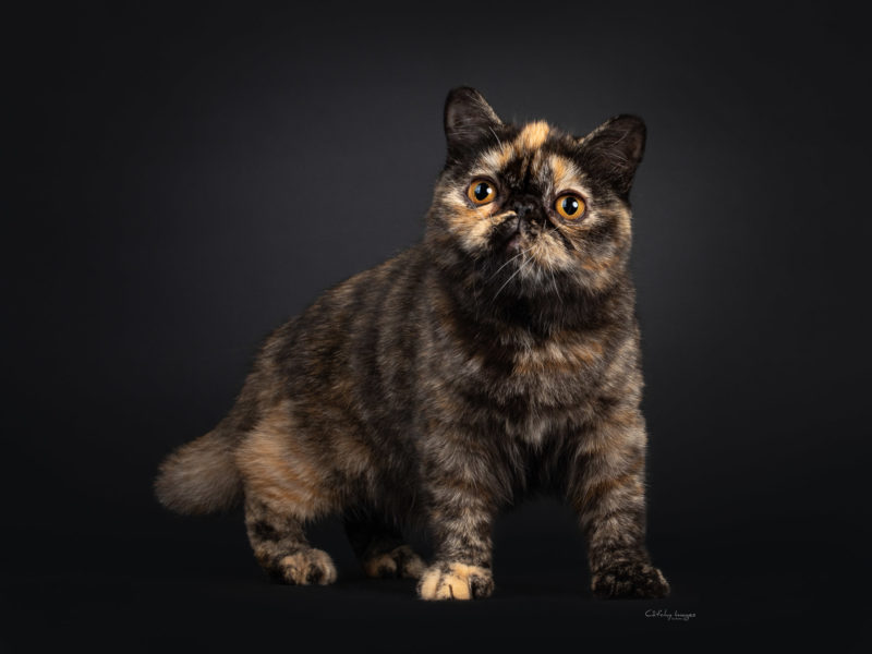 Exotic, catphoto, cat photographer, cat breeds, international