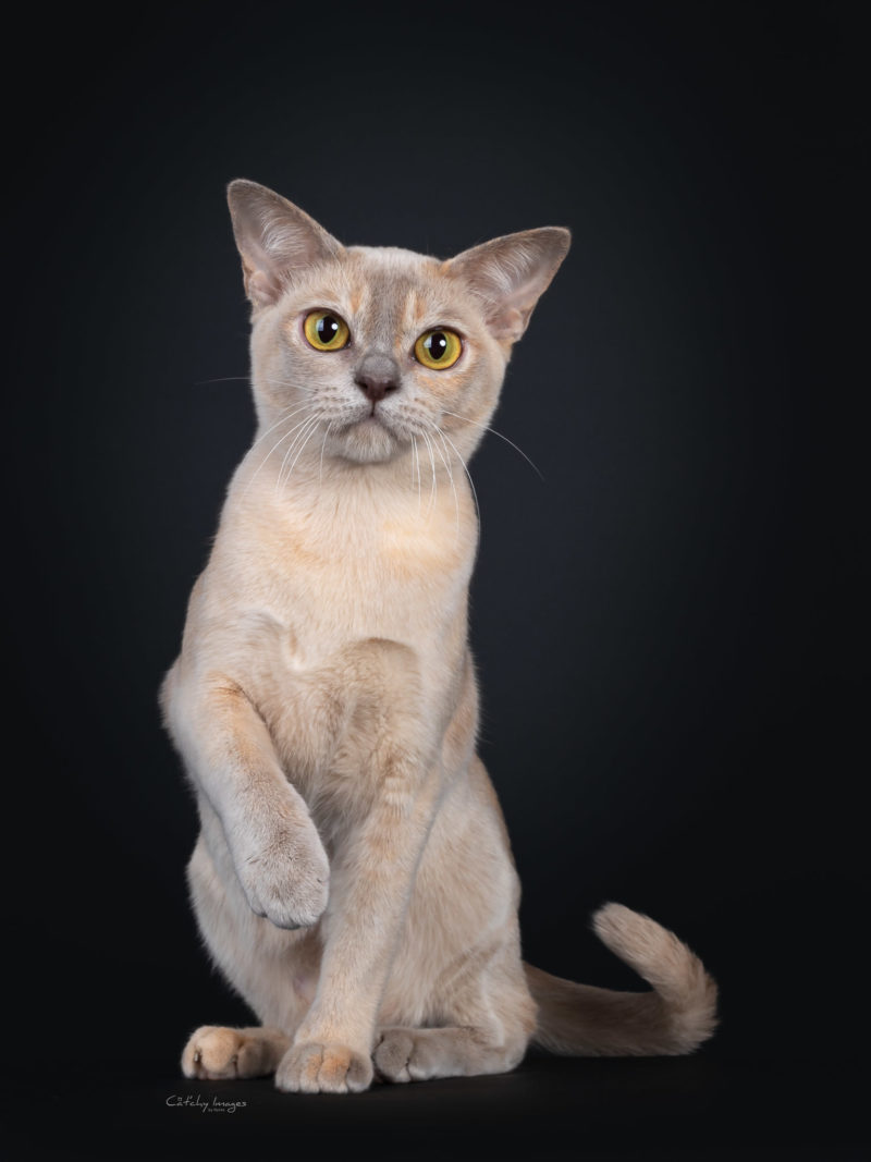 Burmese, Burmees, catphoto, cat photographer, cat breeds, international