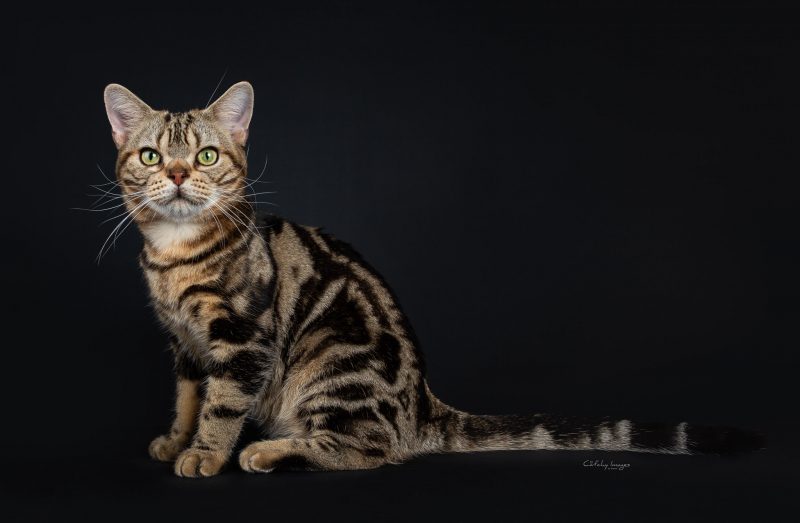 Cat'chy Images. American Shorthair, Fairy 4 U, cat photographer