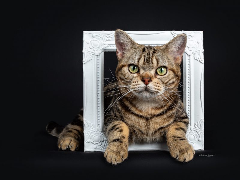 Cat'chy Images. American Shorthair, Fairy 4 U, cat photographer