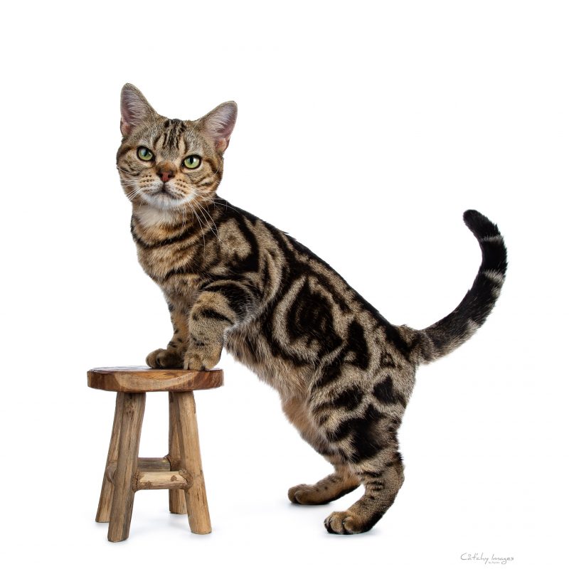 Cat'chy Images. American Shorthair, Fairy 4 U, cat photographer