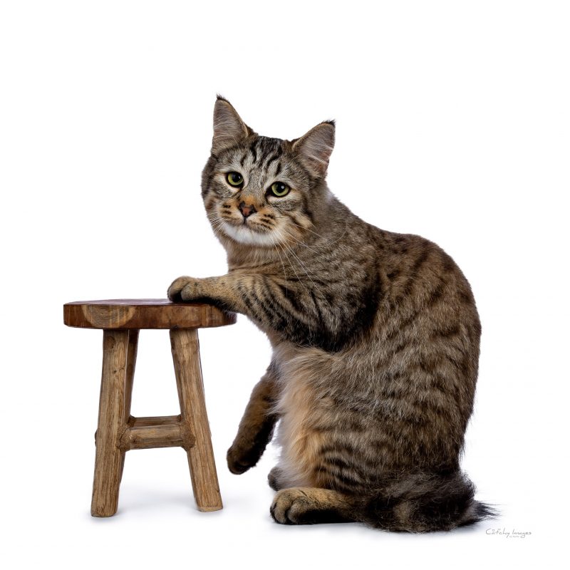 Pixiebob, Pixie Bob, Cat'chy Images, cat photography, show photographer