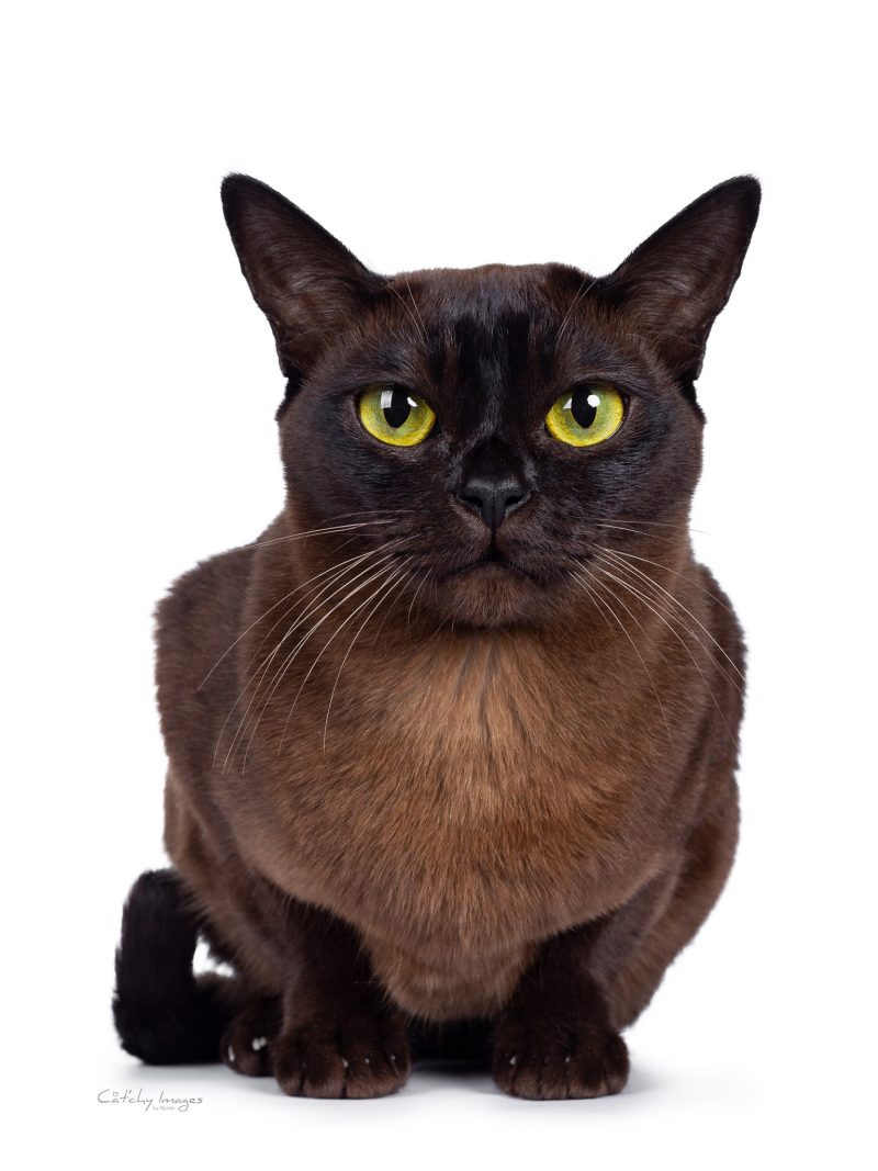 best cat photographer, pet photography, burmese