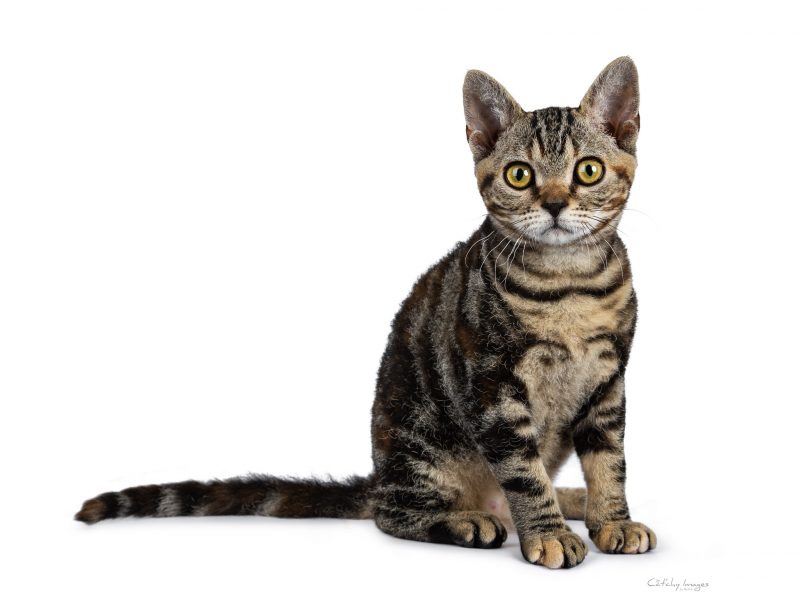 American Wirehair, breed, cat'chy images, cat photography, cat photographer, netherlands